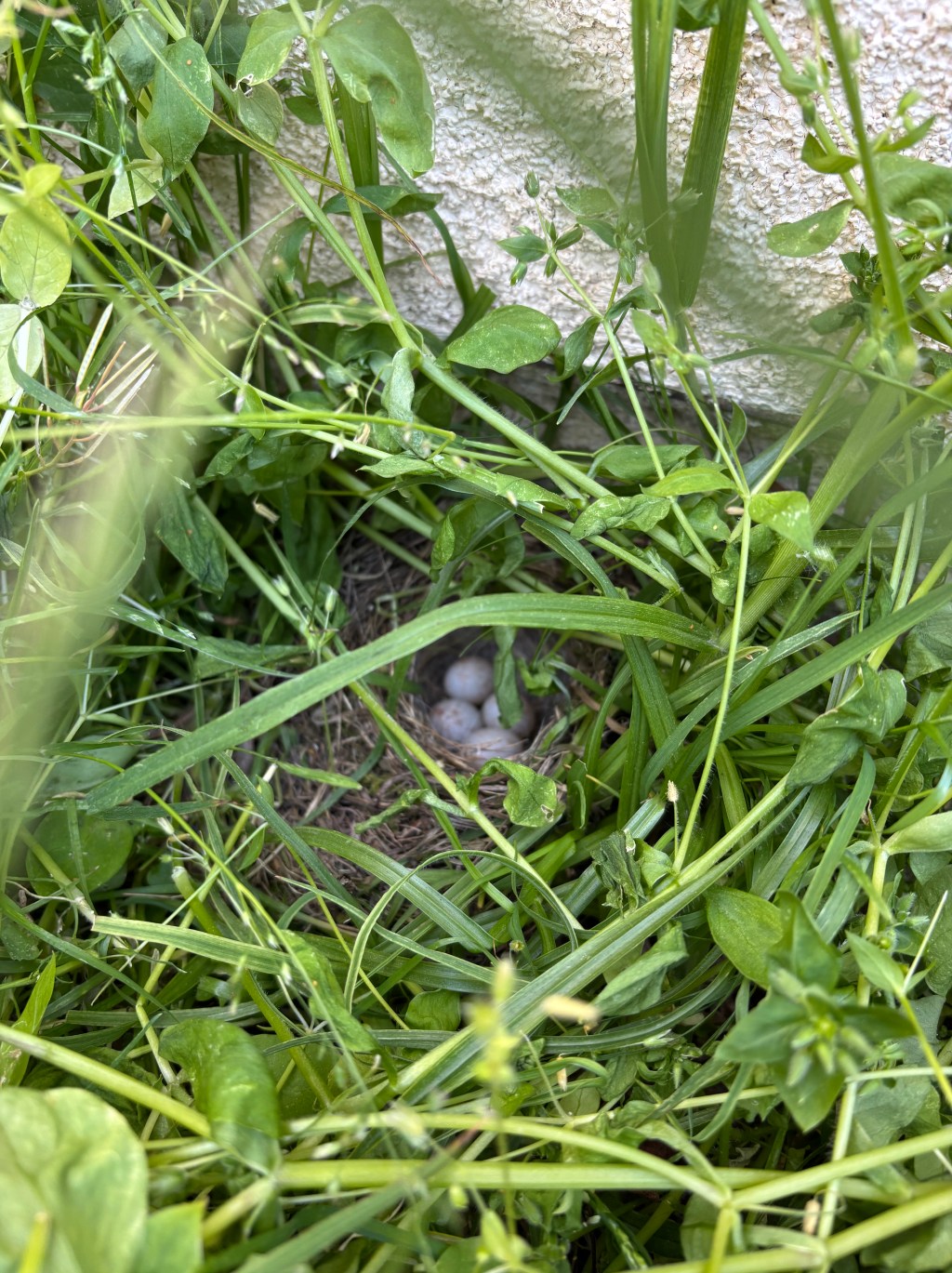 Delicious Easter Recipes for a Joyful Celebration